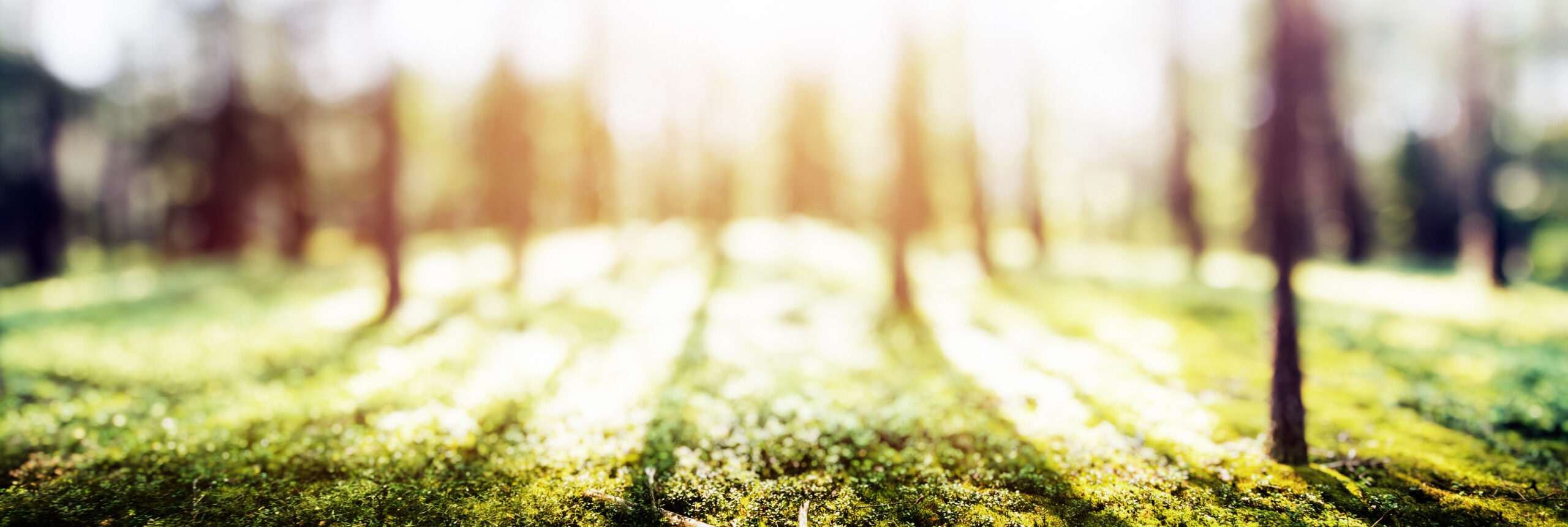 Bilancio di sostenibilità 2024